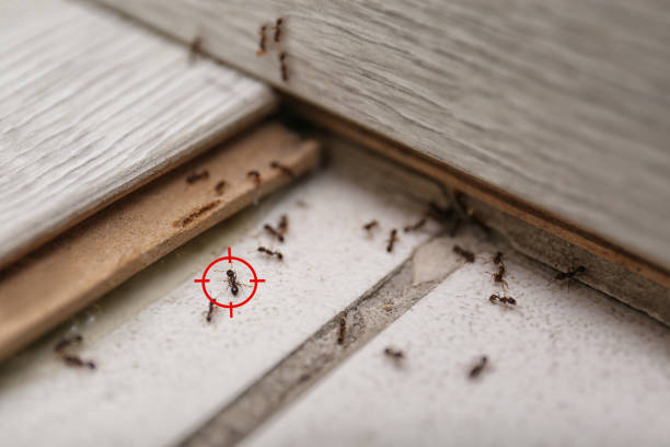 Best Insect Control  in Groveport, OH